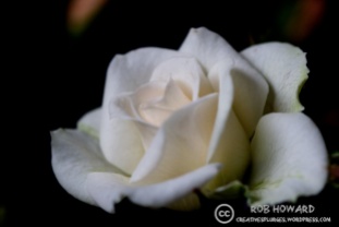 There was also a white rose. | 1/400sec, f/4, ISO 1250, 100mm